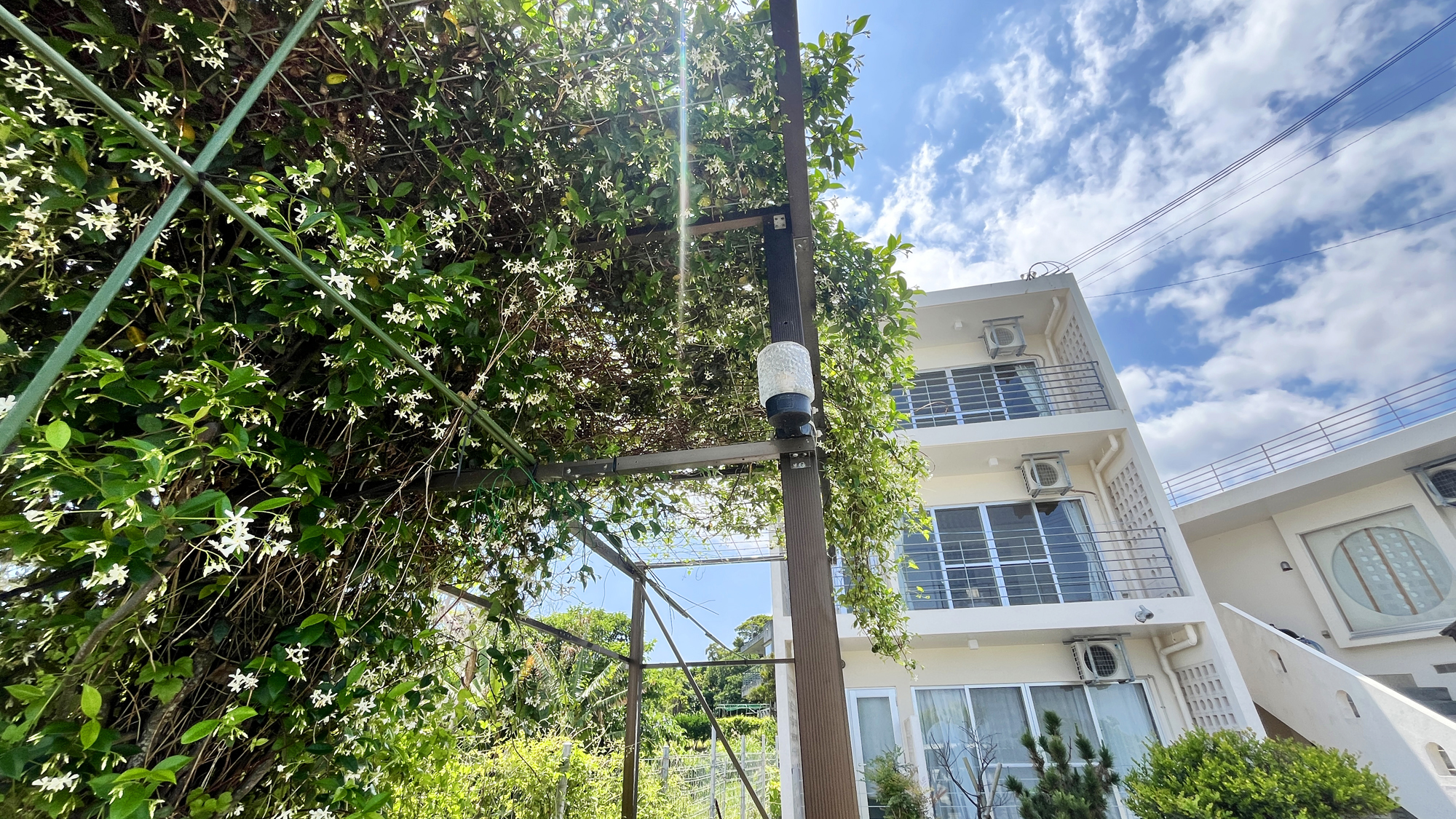 【外観】緑のカーテン