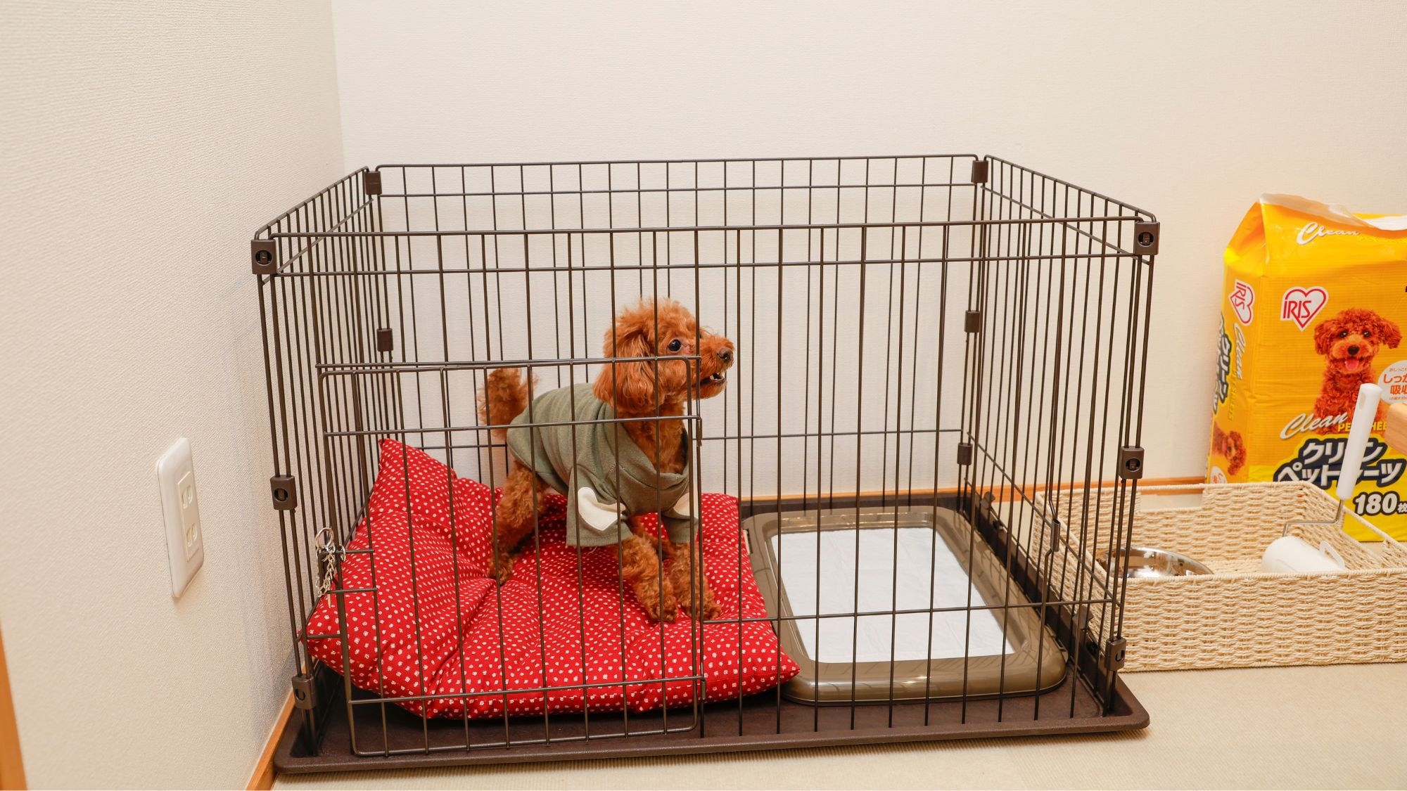 【愛犬と一緒にお部屋食が叶う】ご当地ブランド但馬牛しゃぶお1人様250gを心ゆくまで堪能！