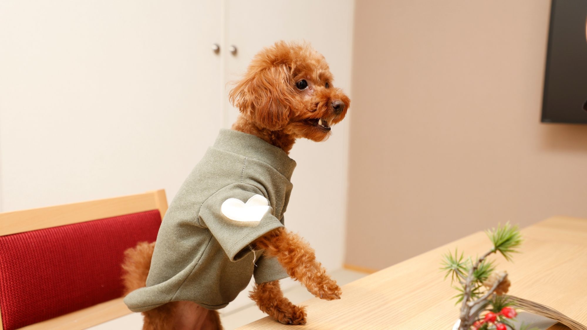 愛犬と一緒にお部屋食が叶う【スタッフイチオシ！】厳選但馬牛のしゃぶしゃぶ＋会席膳を堪能
