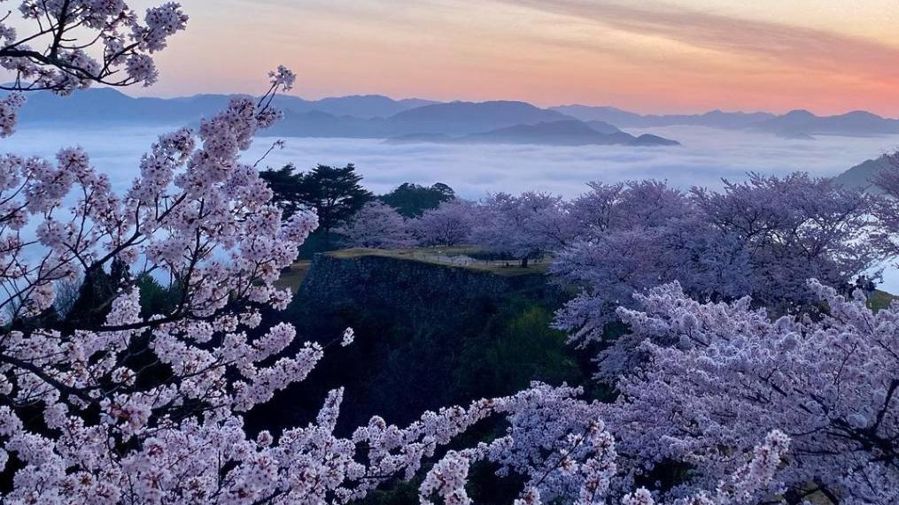 【春の桜と雲海】