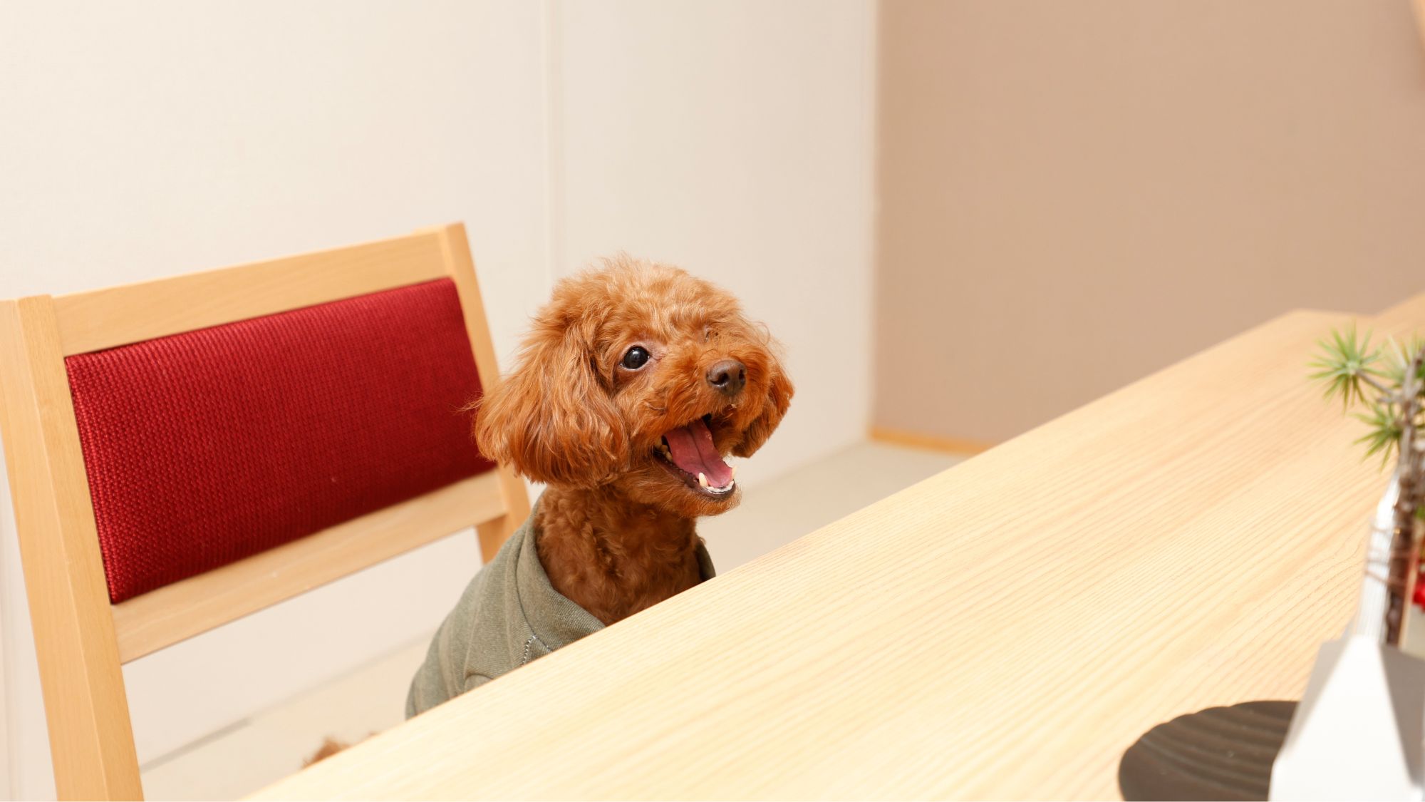 大人のお食事の配膳、お食事中以外はお部屋の散歩可