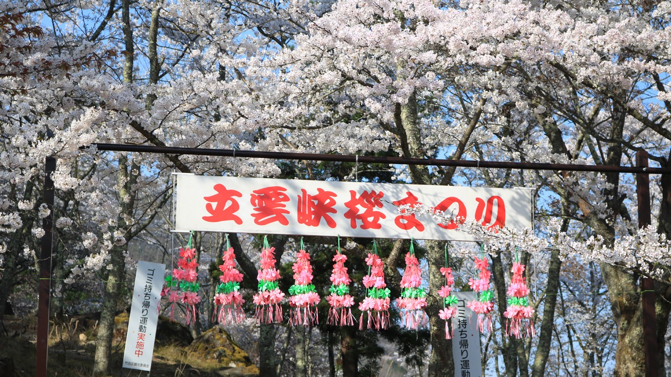 【立雲峡の見事なソメイ吉野】