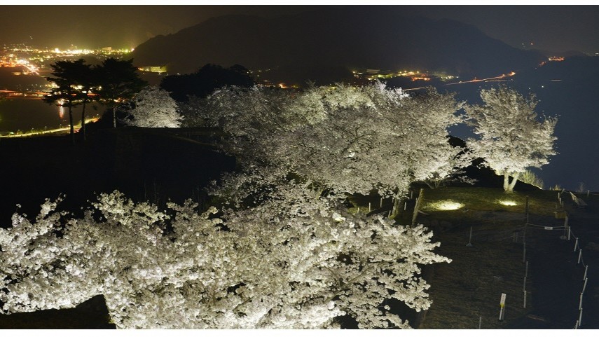 【竹田城跡の夜桜ライトアップと夜景】