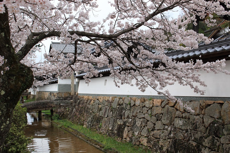 【桜咲く城下町】