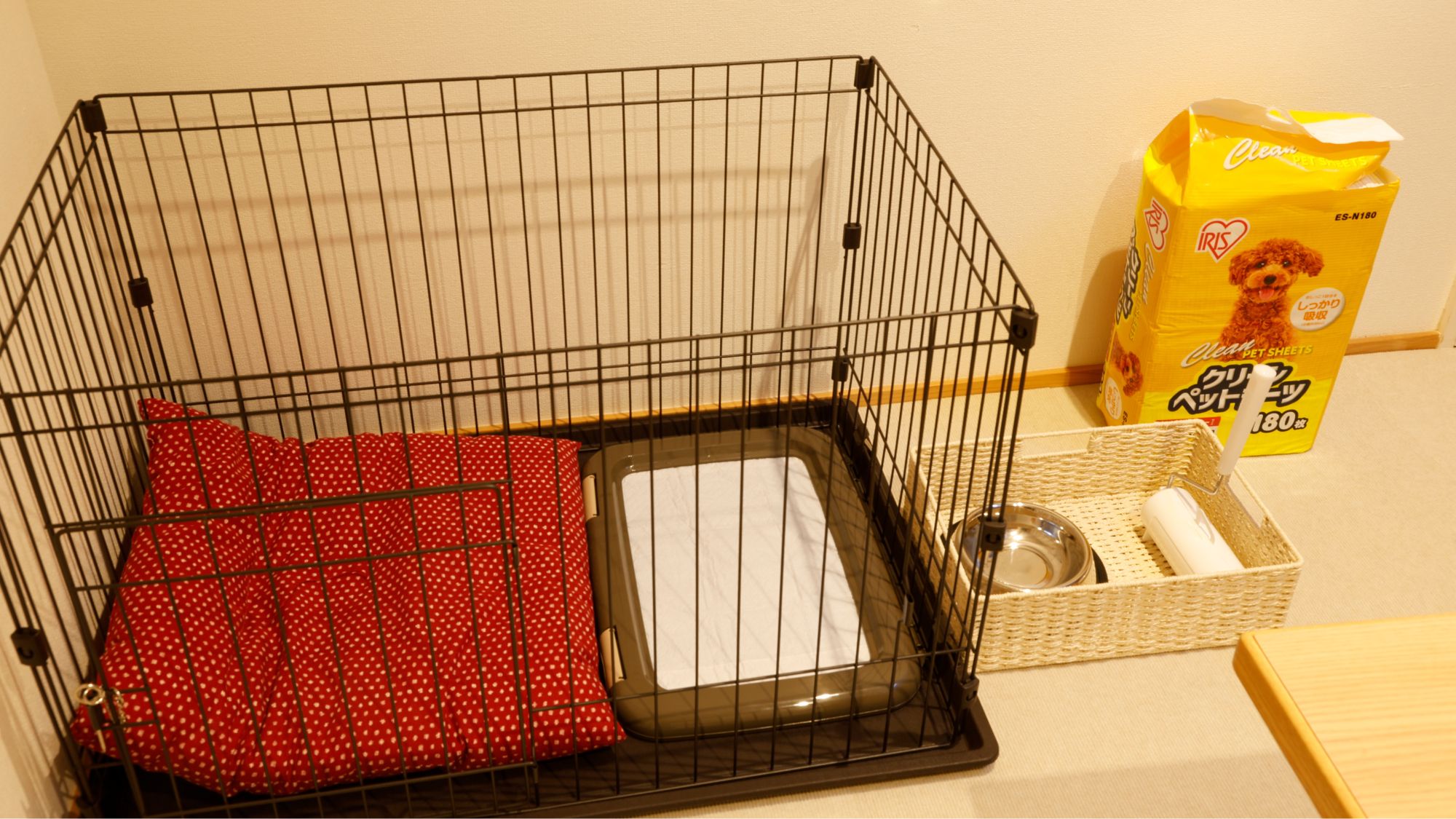 ケージ、食事皿、水皿、ベッド、トイレ、コロコロ有り