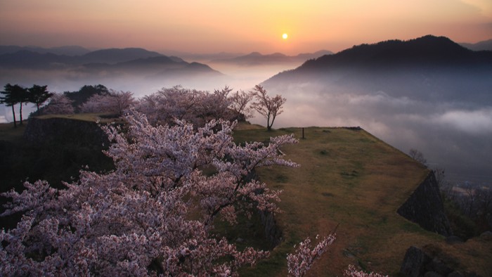【竹田城跡の桜と夜明け】