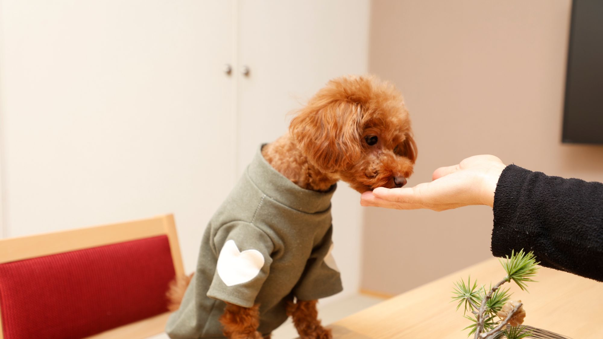 わんちゃんのご飯は持参ください