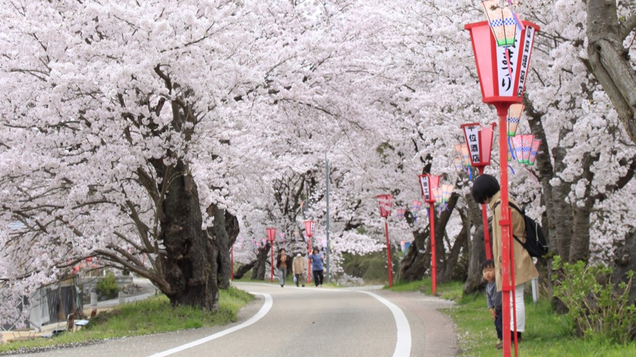 【桜並木が続く城下町】