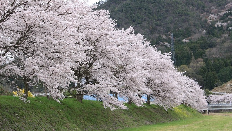 【桜並木が続く円山川】