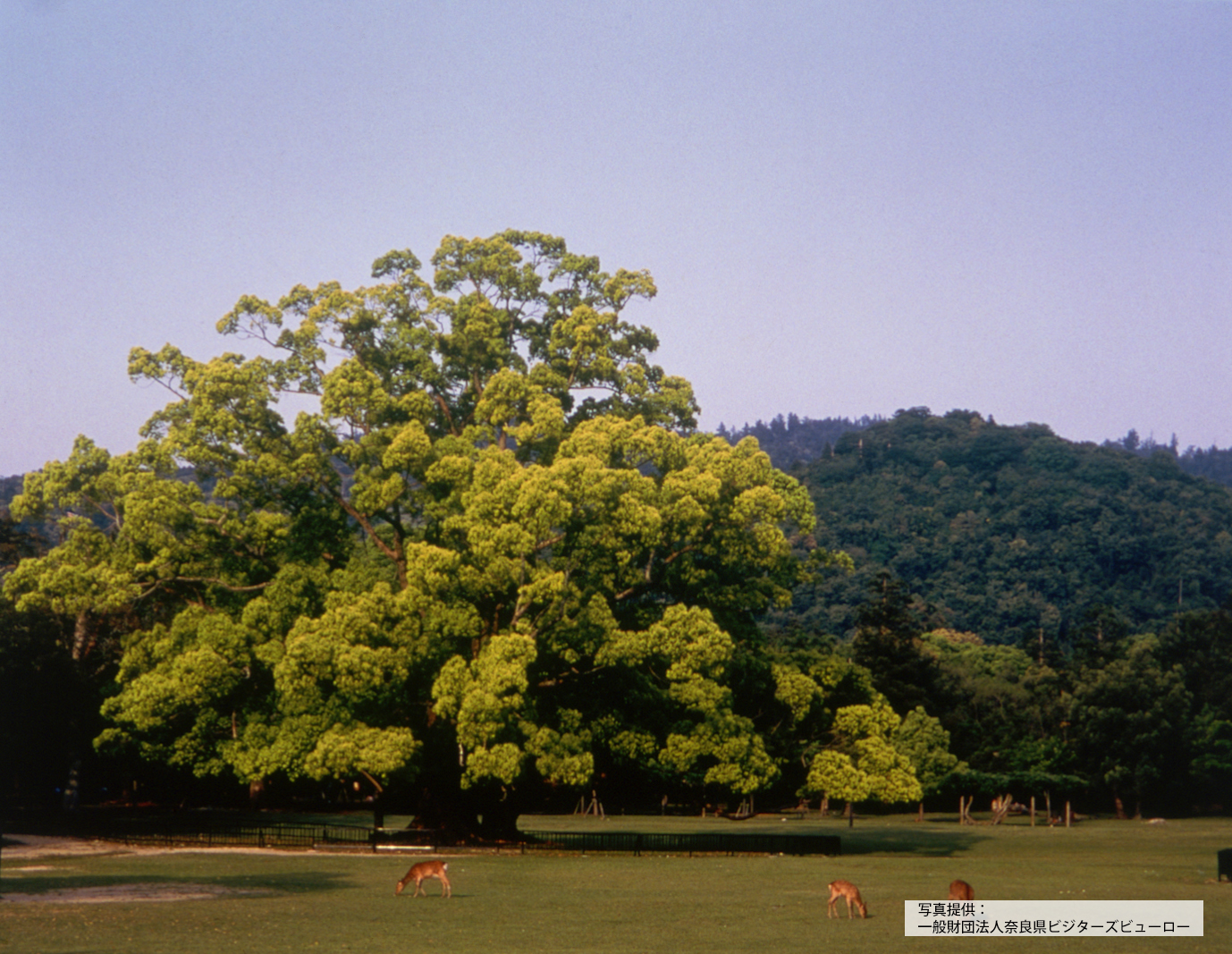 奈良公園　飛火野