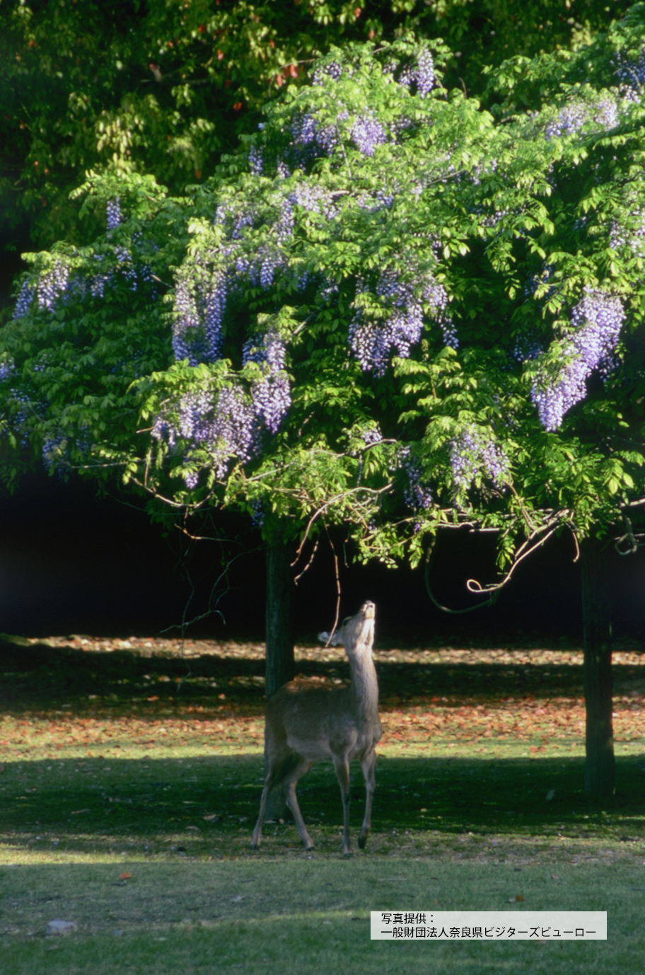 奈良公園　飛火野