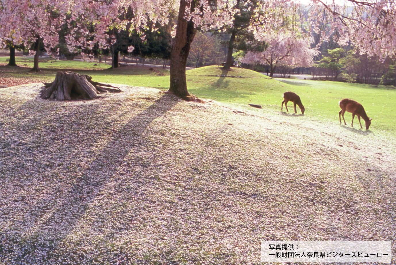 奈良公園