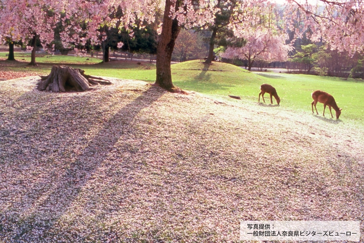 奈良公園