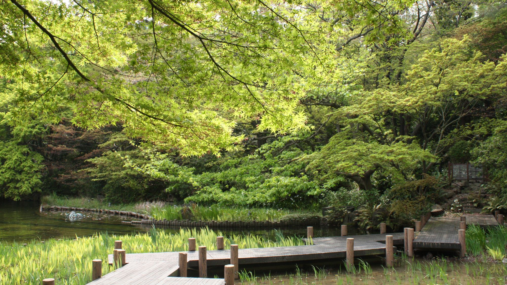 御殿山庭園　新緑