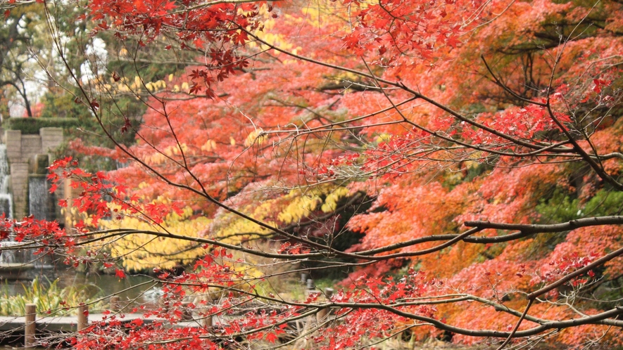 御殿山庭園　紅葉