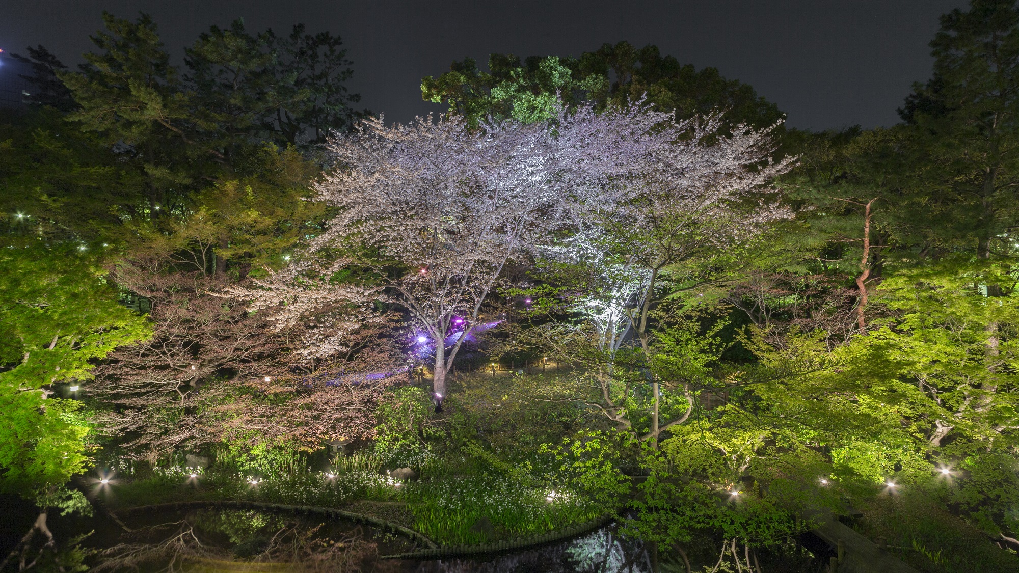 御殿山庭園　春のライトアップ