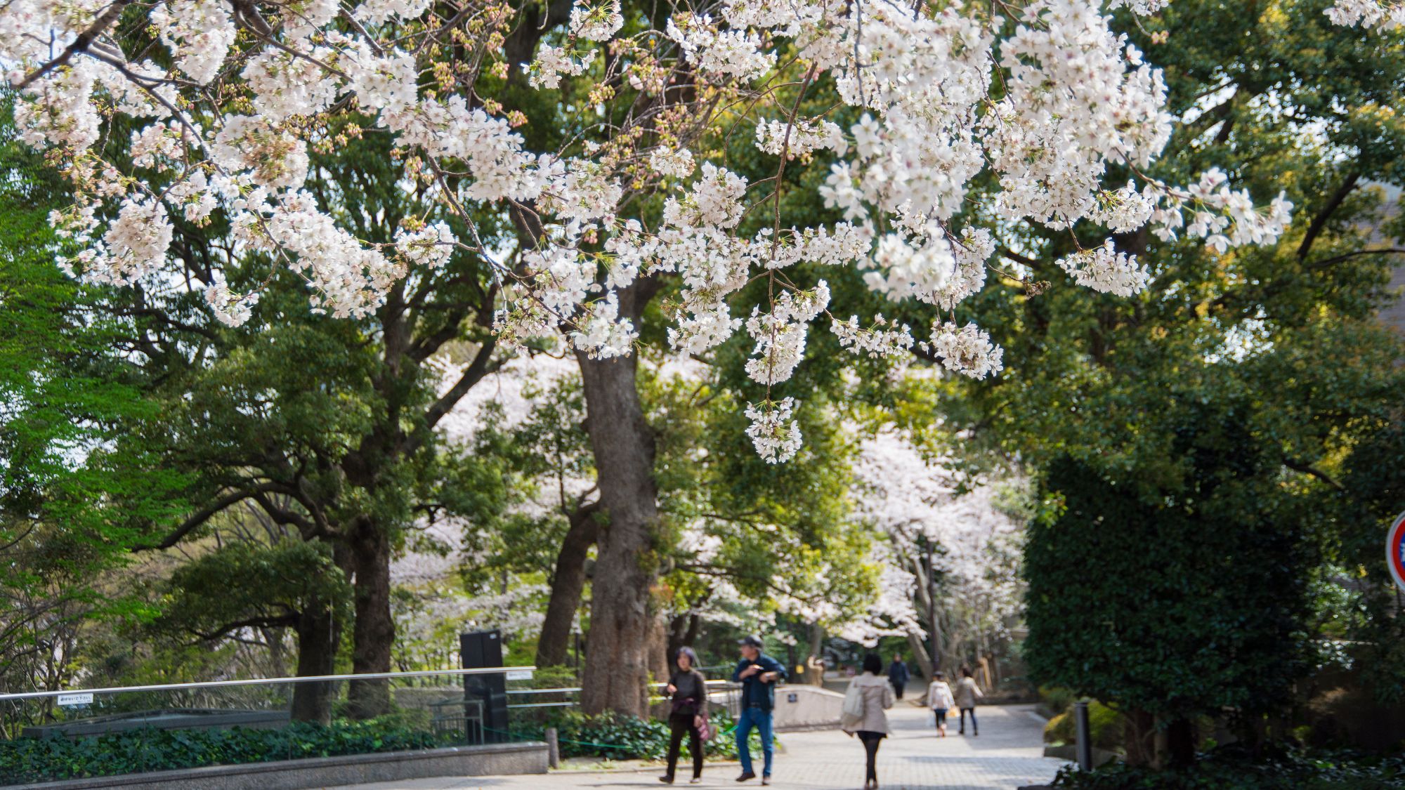 御殿山庭園　春