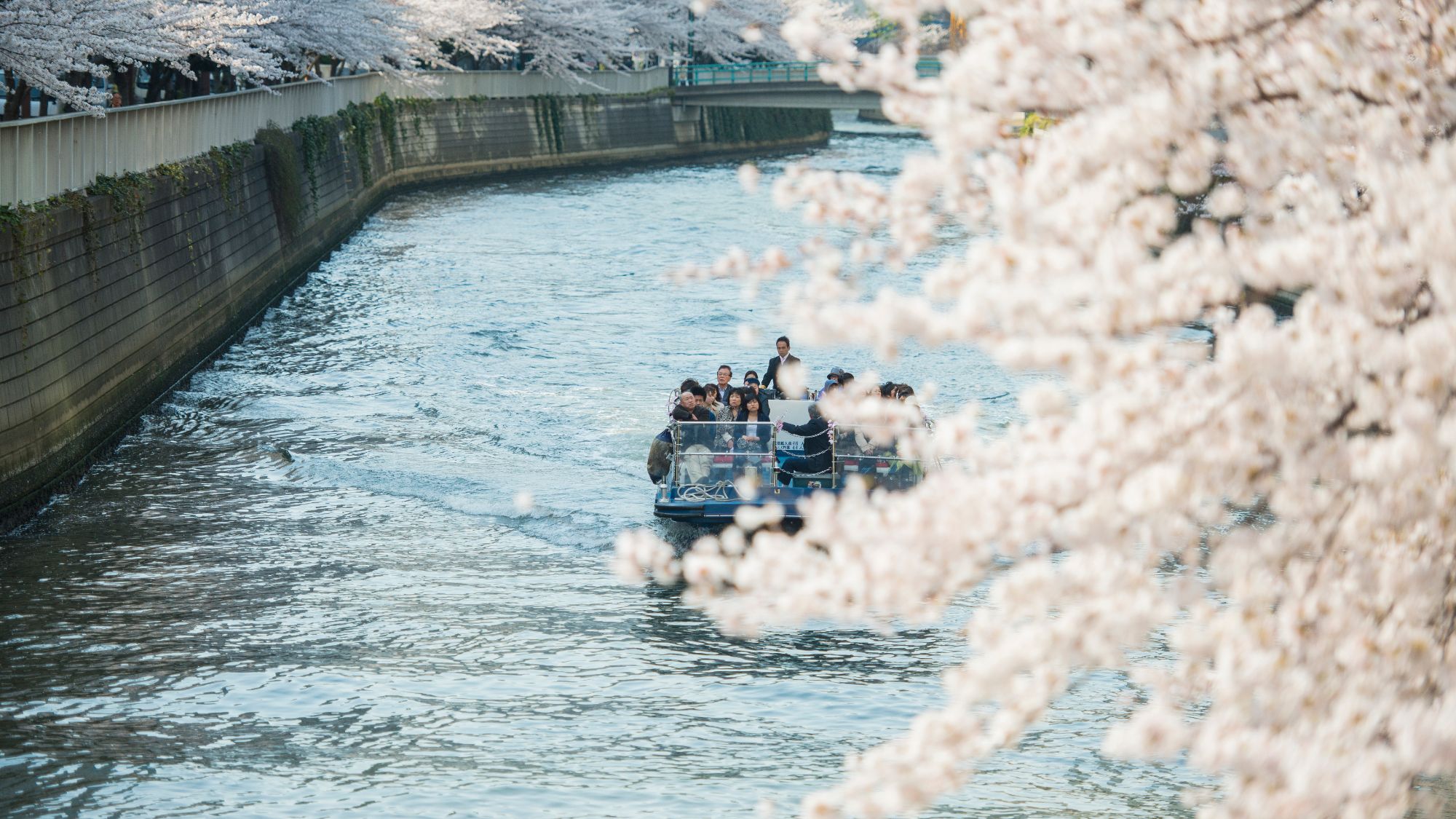 目黒川　お花見クルーズ