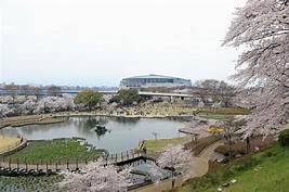前橋公園　サクラ