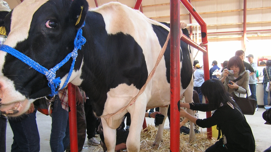 渡辺体験牧場　体験プログラムの一部で牛の乳搾りができる