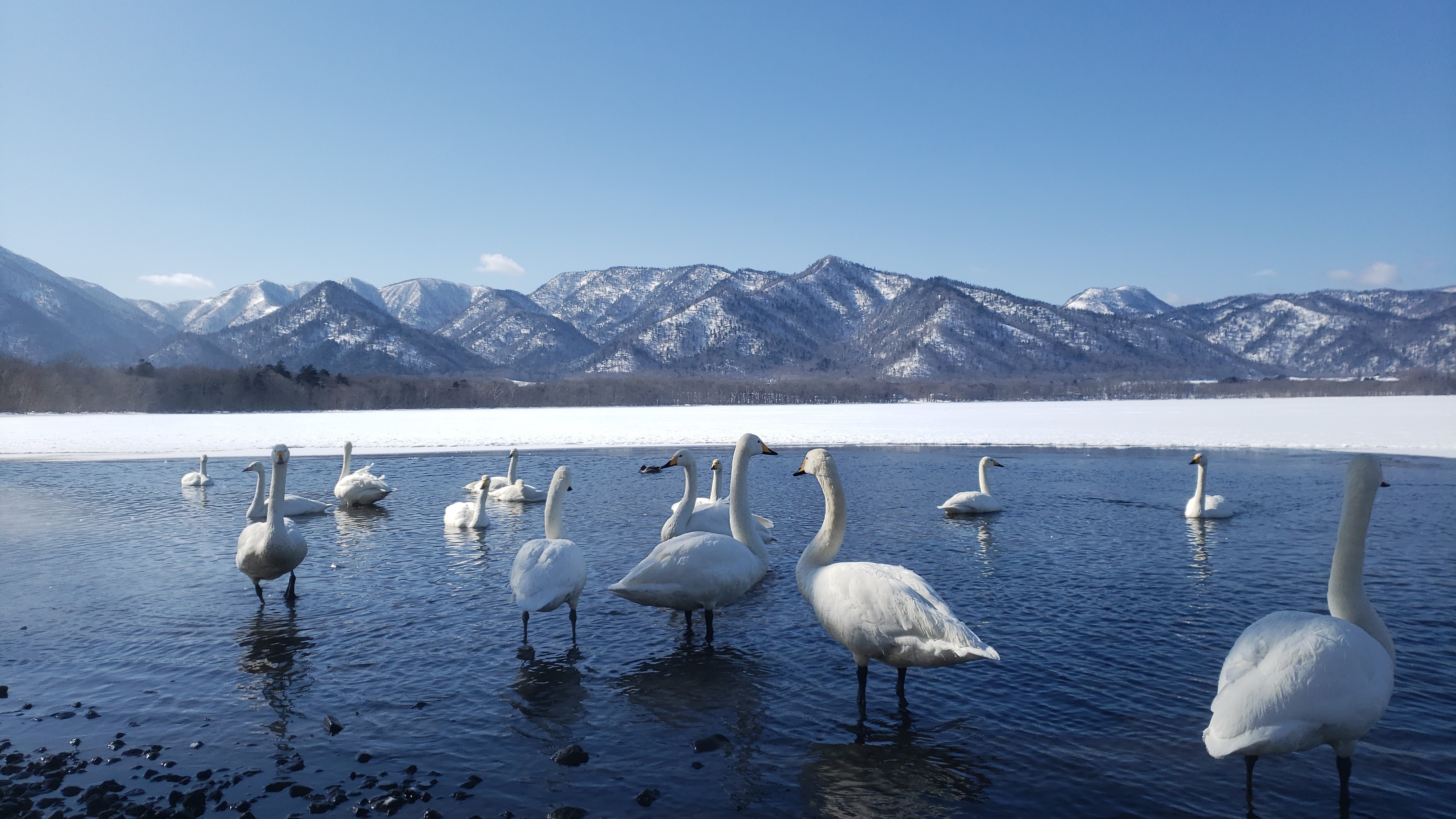 11月下旬から、湖が結氷するまでの間多くの白鳥が飛来します