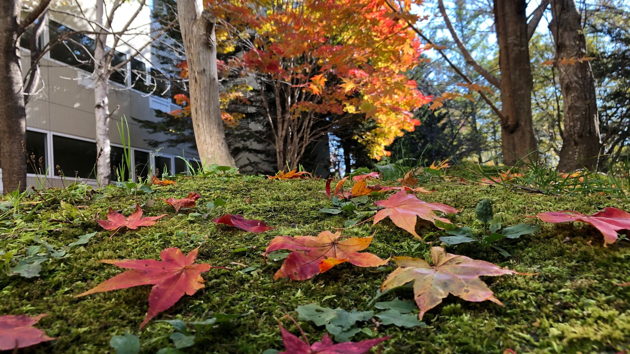 屈斜路の紅葉は10中旬から11月上旬くらいまでが見頃