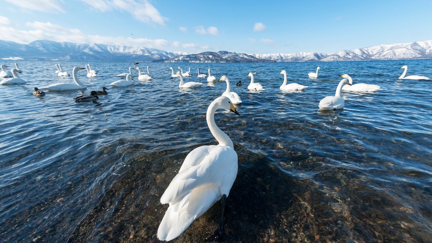 ホテル湖畔のすぐそばまで多くの白鳥が飛来します