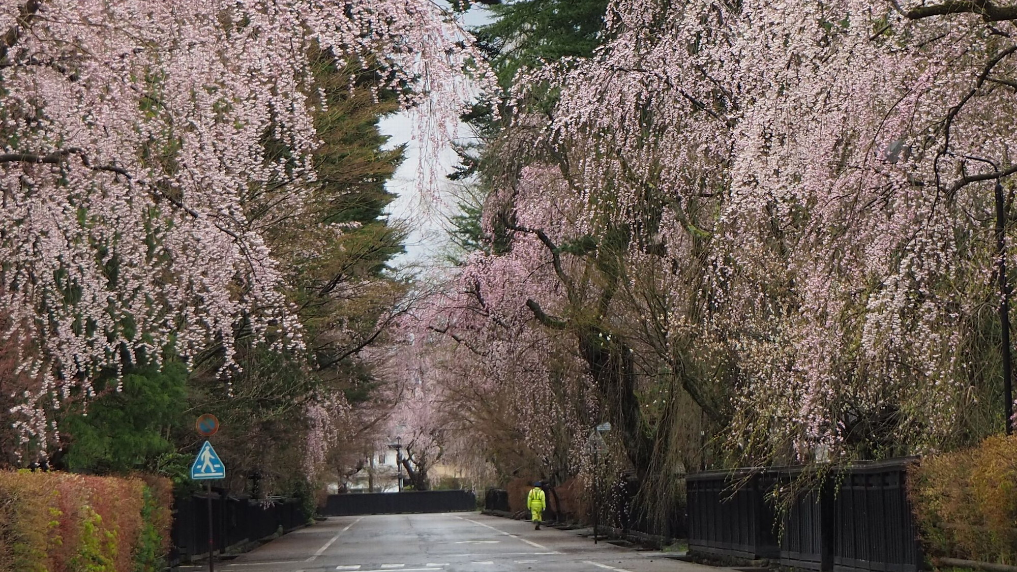 【角館武家屋敷通り：春】桜の季節