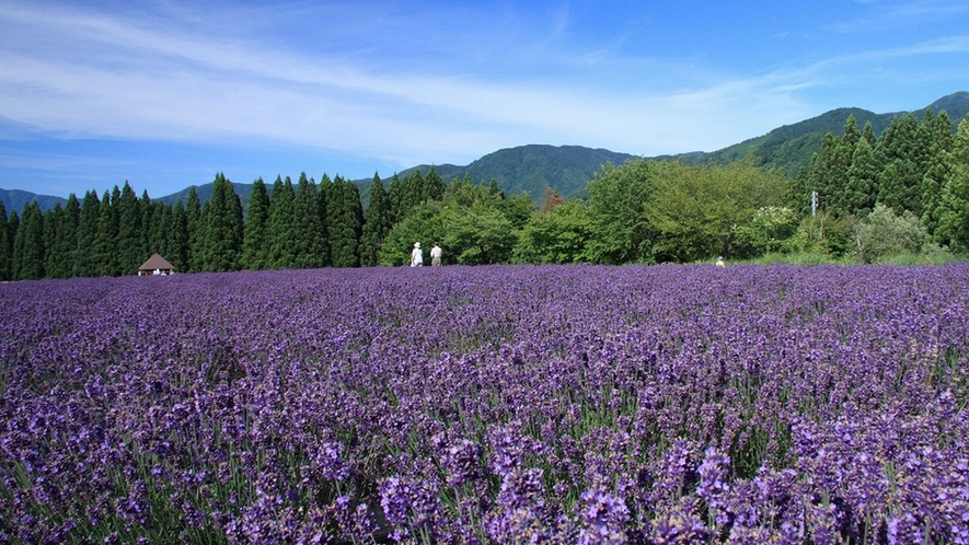 【美郷町ラベンダー園】