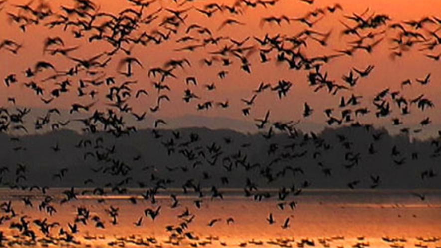 *【周辺/伊豆沼】ラムサール条約登録の湿地で、様々な渡り鳥が訪れる。
