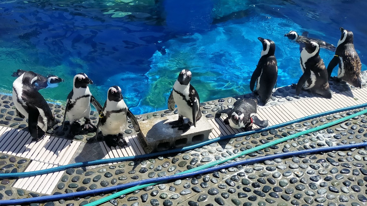 ≪1泊朝食≫NEWOPEN四国水族館チケット付プラン