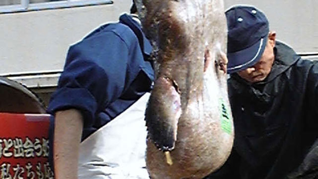 【あんこう料理に舌鼓】＜3/31まで限定＞旬の味を余すことなく堪能！（1泊2食付）