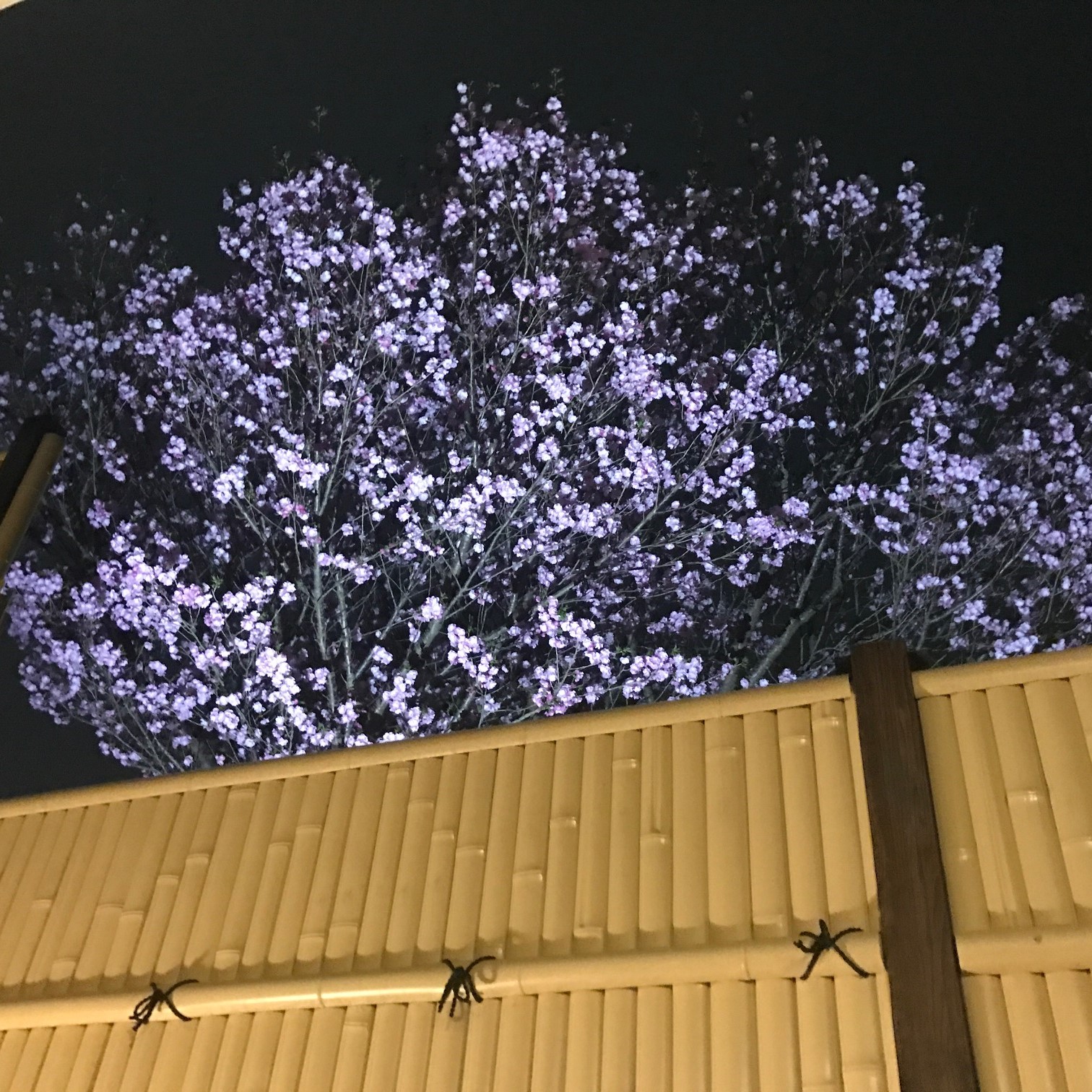 夜桜　3月下旬～4月上旬ご覧いたたけます