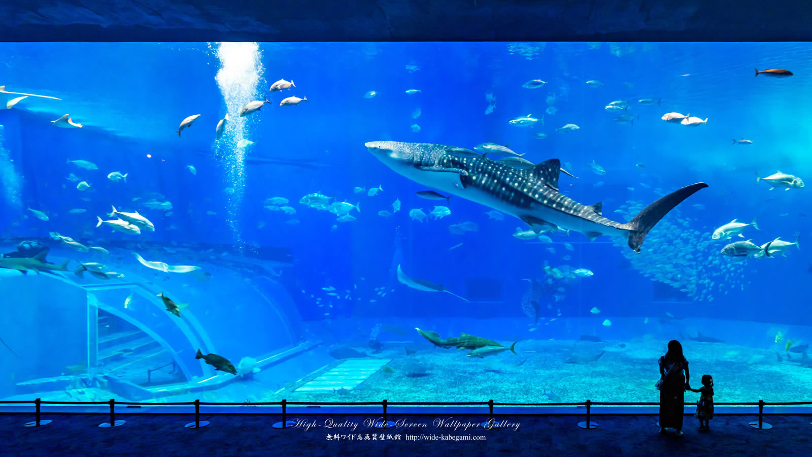 美ら海とくとく5パスプラン【美ら海水族館＋人気観光4施設入場券】