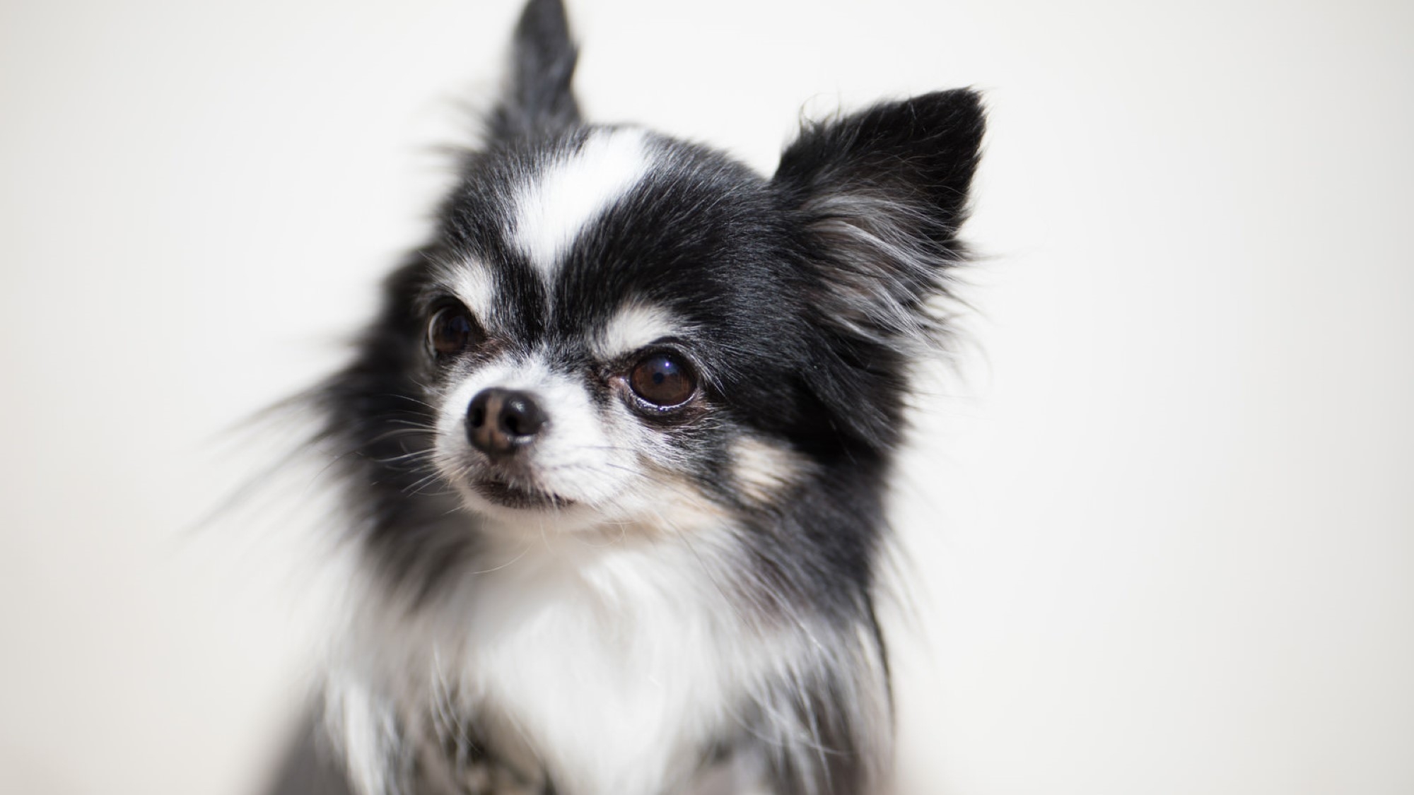 愛犬と一緒に宿泊♪ペットルームプラン(朝食付)