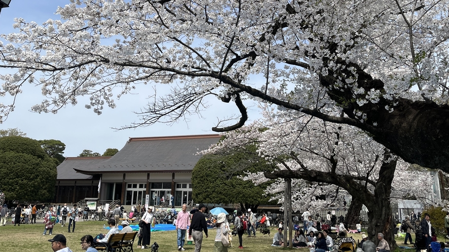 *【小金井公園の桜（一例）】