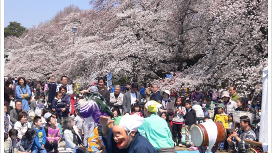 *小金井公園の桜