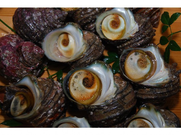 Turban shell 2