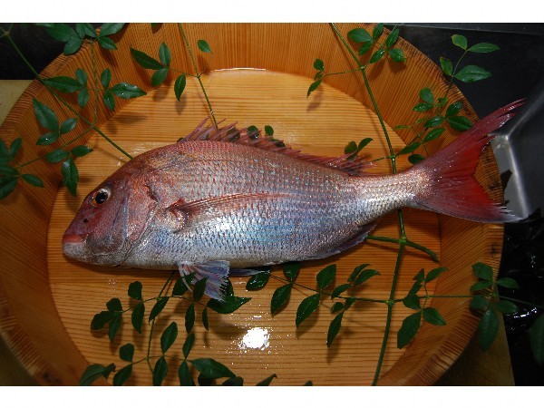 sea bream