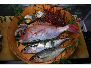 佐田岬で獲れる魚たち
