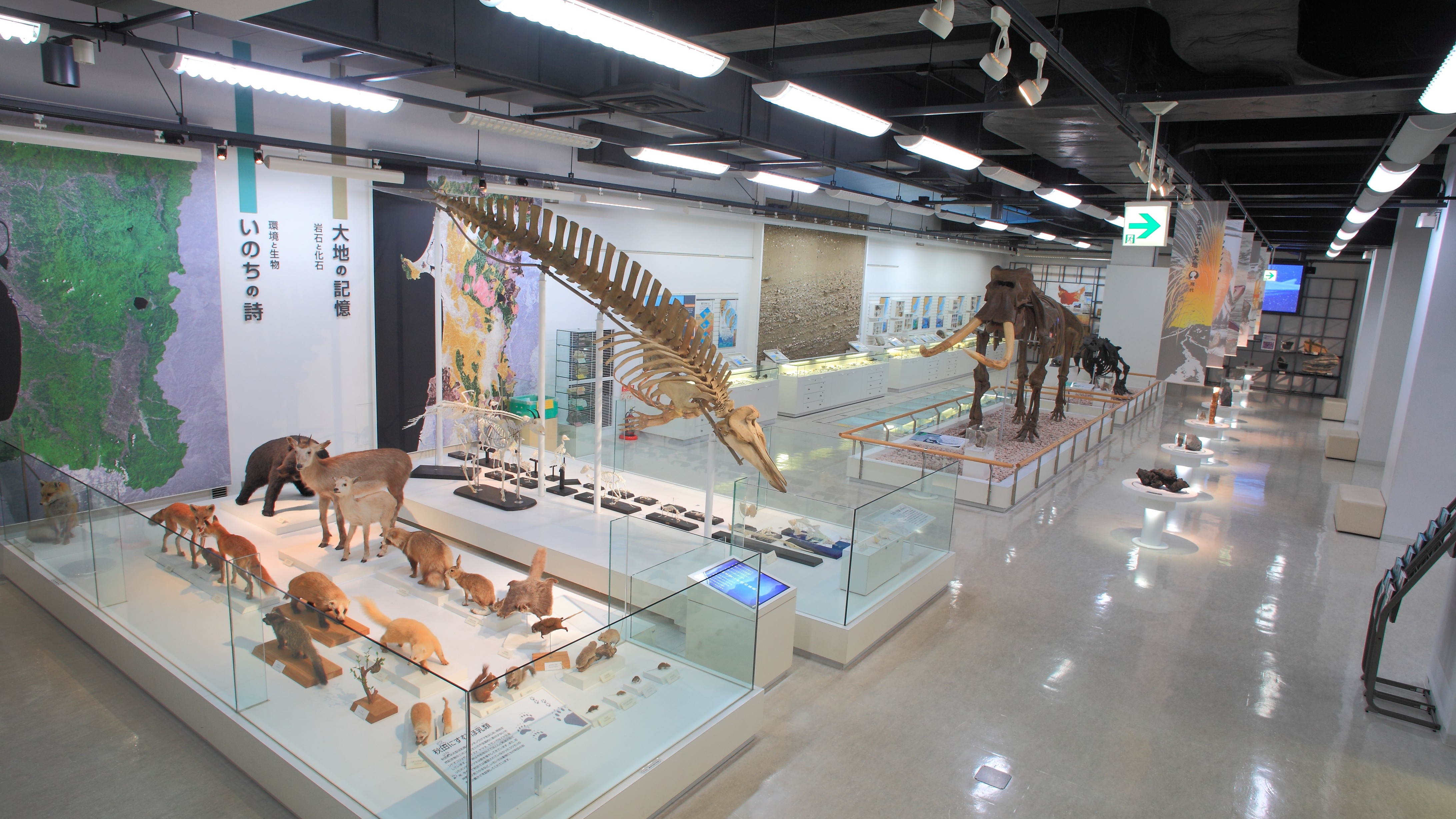 秋田県立博物館