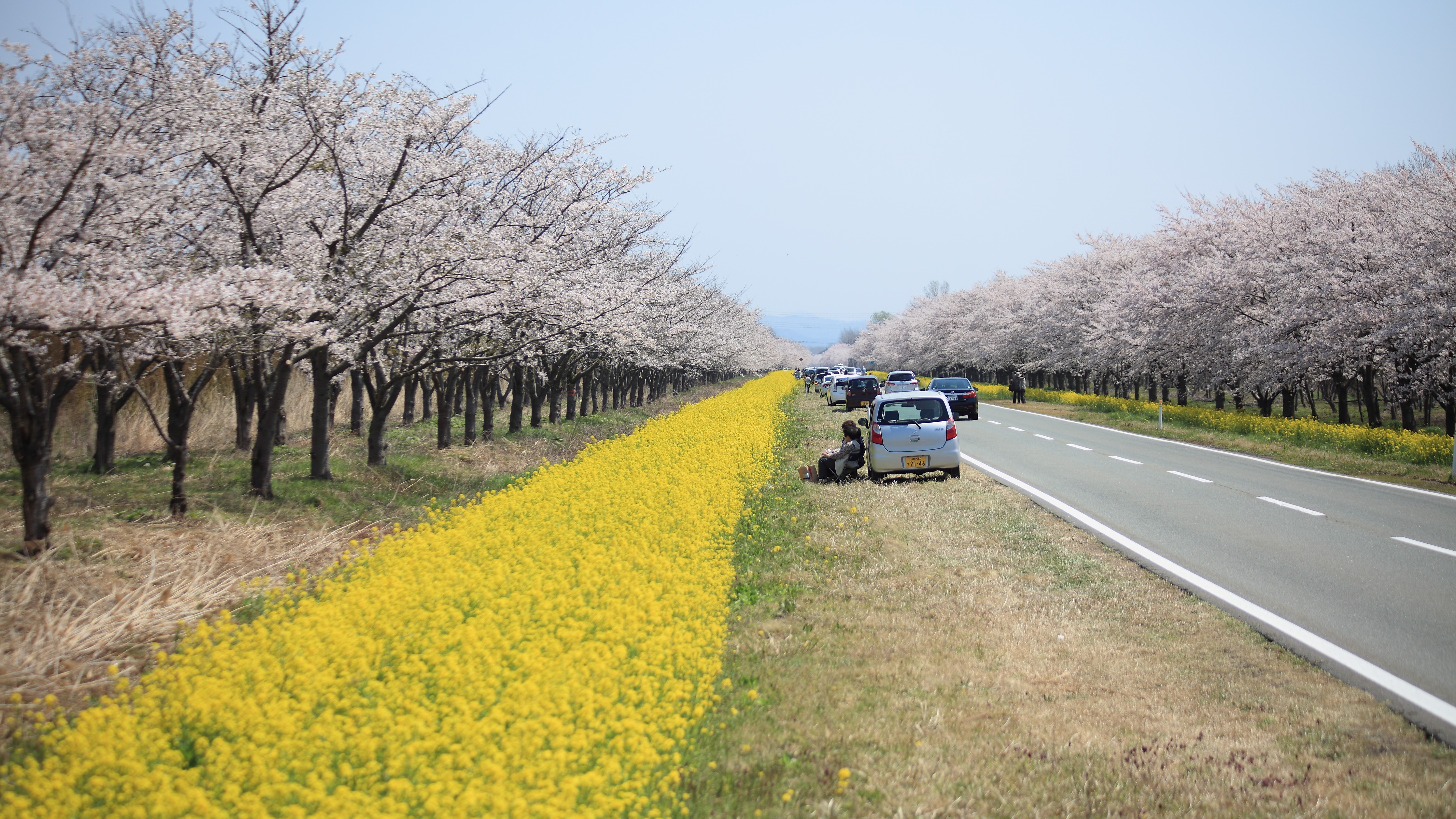 菜の花と桜のコラボが大人気　菜の花ロード（大潟村）