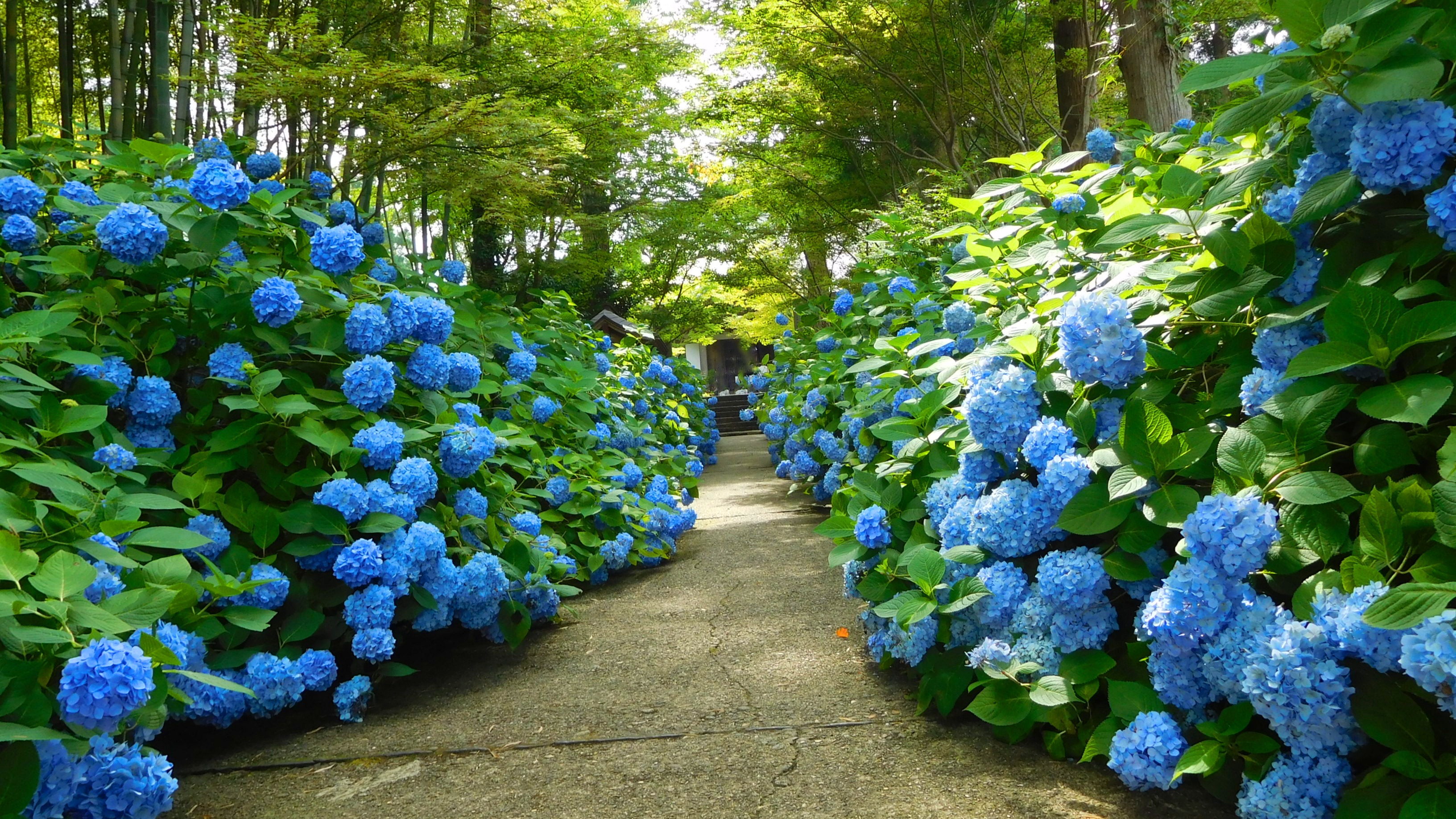 あじさいで有名　雲昌寺（男鹿市）