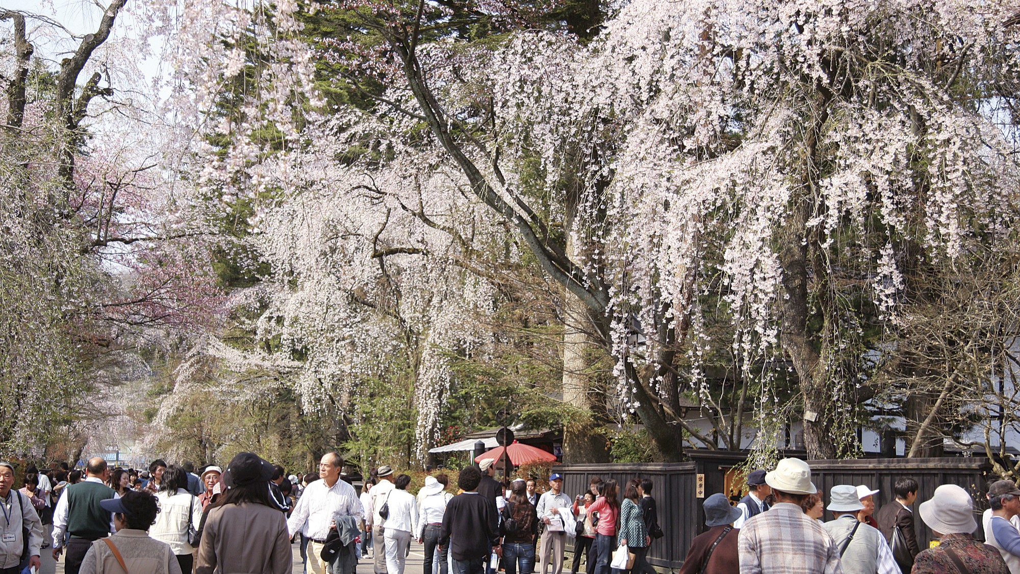 武家屋敷の桜（仙北市角館）