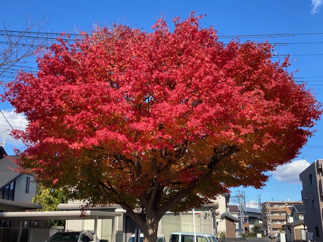 本館駐車場【秋の紅葉】
