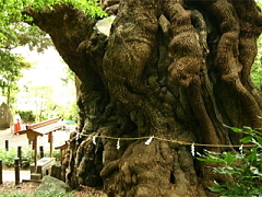 周辺観光　来宮神社