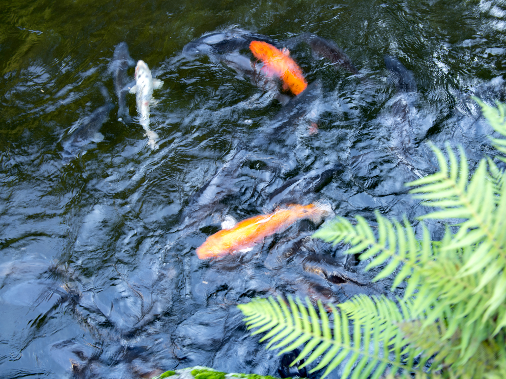 日本庭園　池と鯉