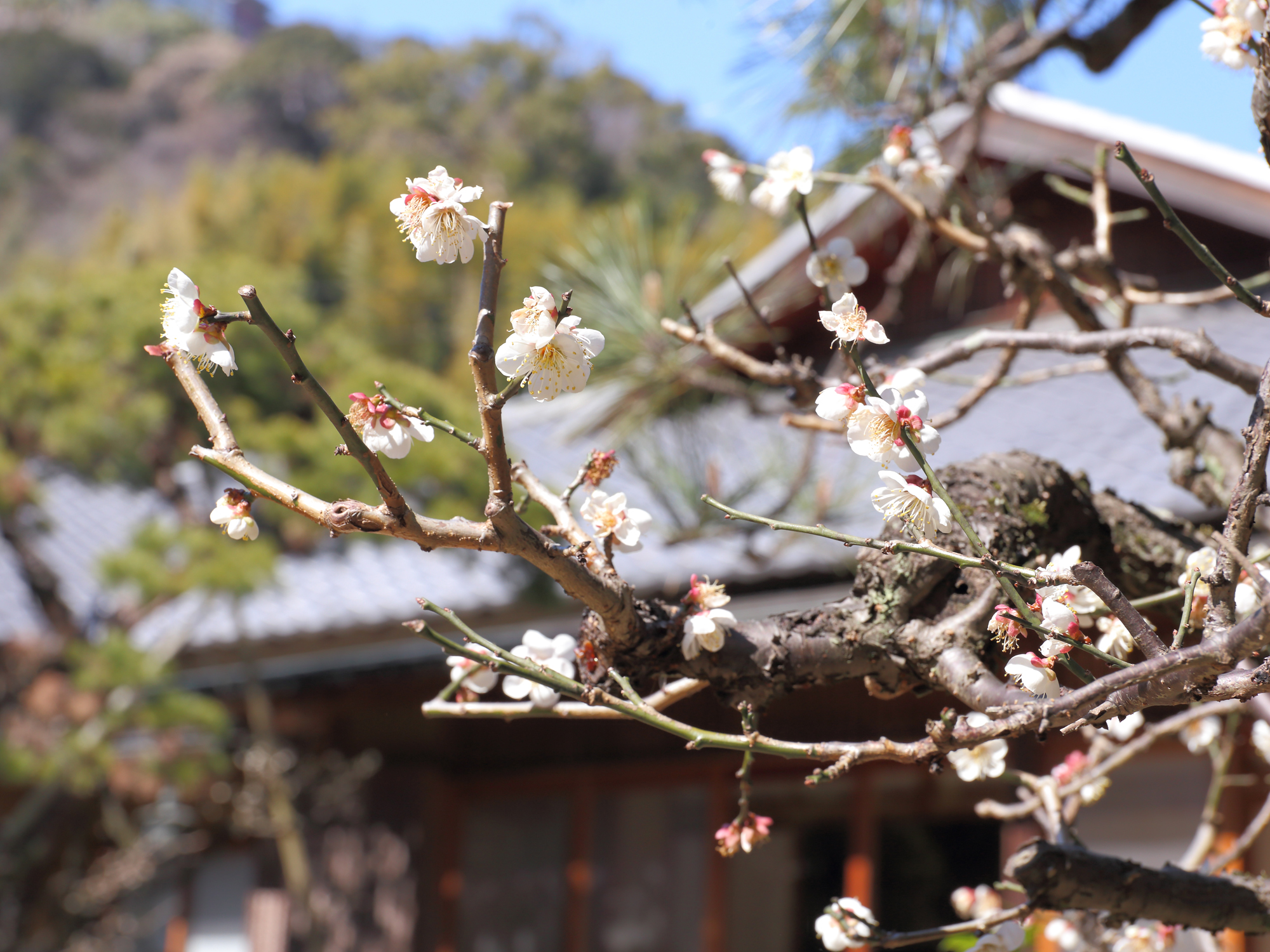 日本庭園　梅（2月）