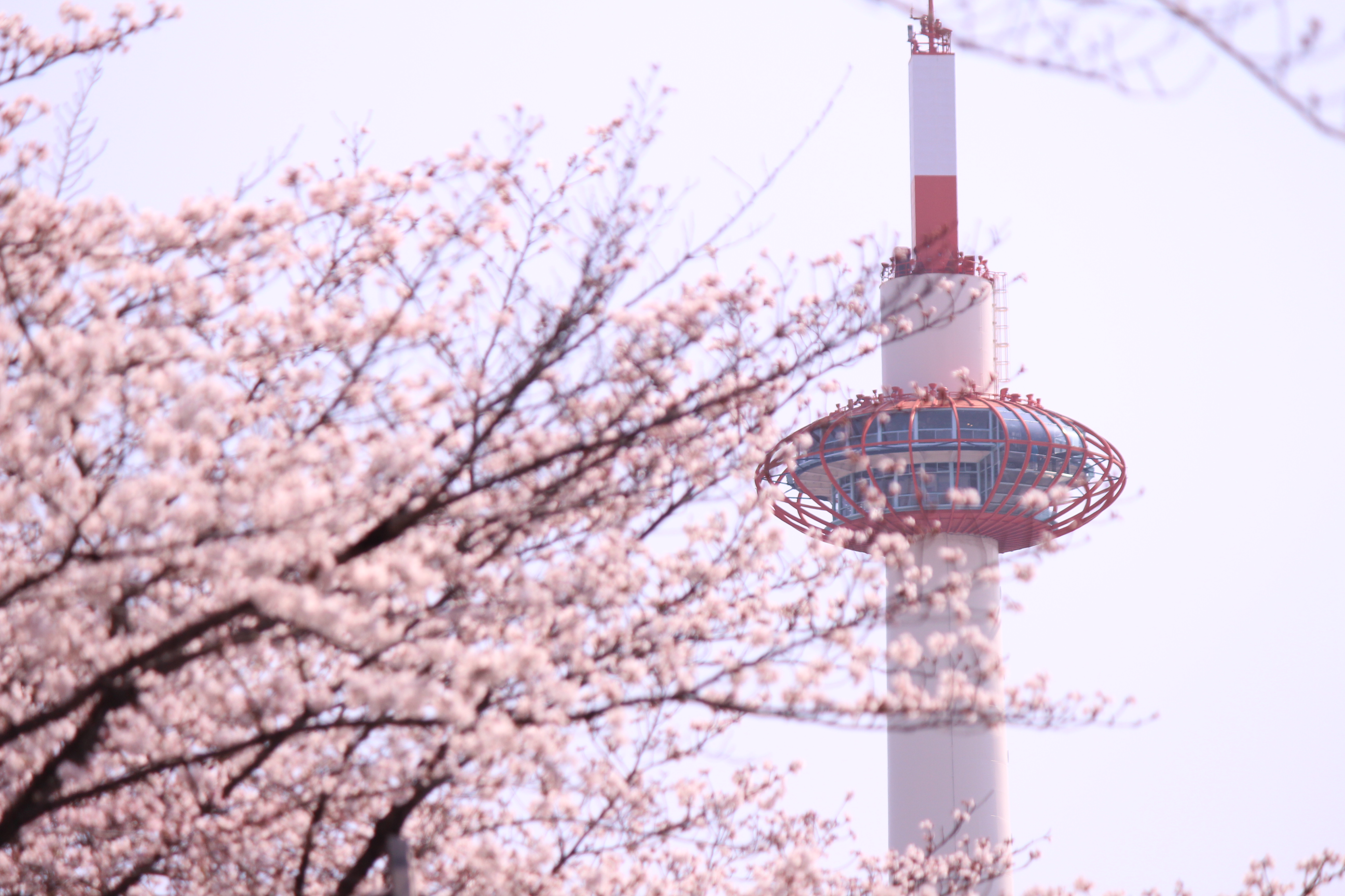 京都タワーと桜