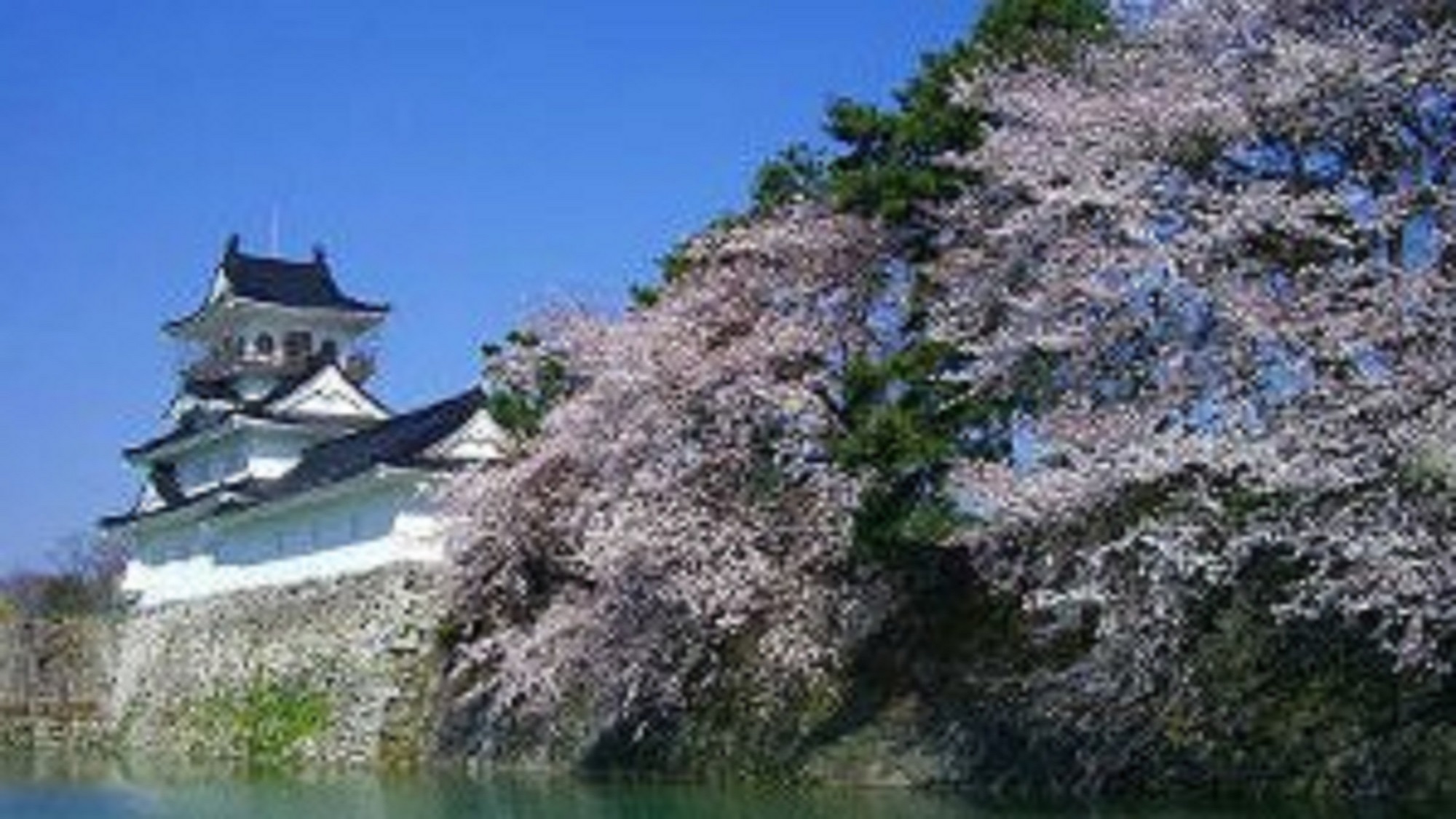 桜と富山城